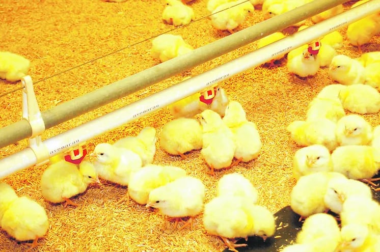 Imagen ilustrativa de producción avícola en sistemas industriales.