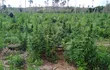 Un oficial de Antinarcóticos recorre una parte de la exuberante plantación de marihuana.