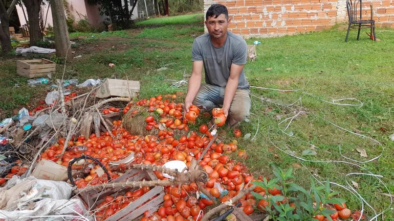 Un productor de tomate de Caaguazú muestra el producto podrido debido a la falta de ventas.