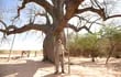 Colosos de la Tierra. Los árboles más grades del Chaco Paraguayo.