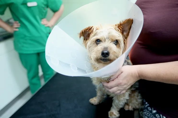 Una mascota con cuello isabelino tras una operación.