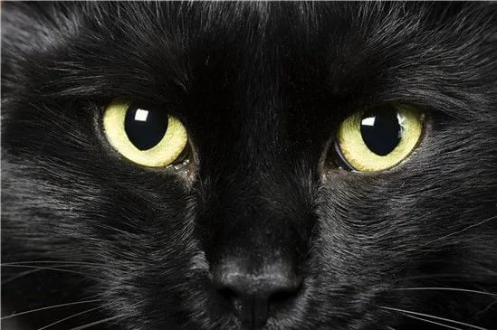 Los gatos negros suelen llevar el estigma injusto de que son portadores de mala suerte.