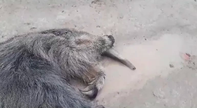 Un "Jurumi" moribundo bebiendo agua de lluvia, muchos animales silvestres ya murieron en medio de la aguda sequía.