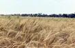 El trigo HB4 ayudará  a la producción del agro por su condición de tolerante a sequía.