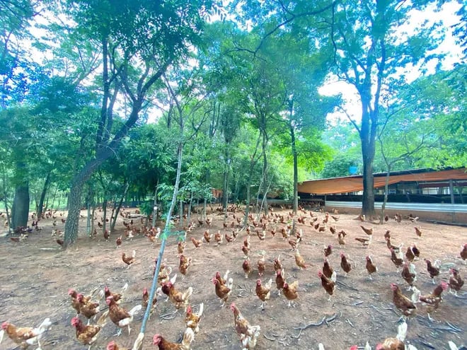 Vista de la Granja Doña Anita, que produce huevos a campo, pero que abandona el rubro, según informó por redes sociales.