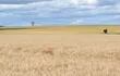 Una de las  plantaciones de  trigo en etapa de cosecha que se pueden observar en esta temporada en Fram.