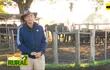 ABC Rural: Alimentación de las búfalas lecheras