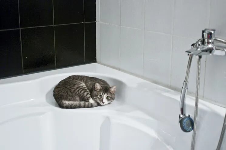 La mayoría de los gatos pasan su vida sin necesidad de tomar un baño ya que ellos se acicalan y se limpian regularmente, pero a veces un chapuzón rápido es inevitable.