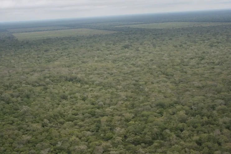 Vista aérea de los bosques del Chaco, donde habitan varias comunidades nativas.