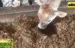 ABC Rural Programa 18: Ensilados para vacas lecheras