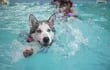 Existen pros y contras de nadar con nuestros amigos peludos en la piscina. Es una excelente manera de mejorar la salud de tu perro, te divertís y jugas con ellos, aunque también hay contras, pero que son bastante manejables.
