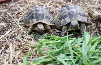dos-tortugas-se-alimentan-con-hierbas-silvestres--175014000000-1722969.jpeg