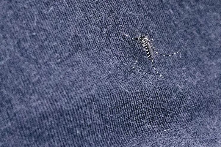 Un mosquito pica a una persona a través de sus pantalones vaqueros.