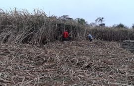Cañicultores trabajan para rescatar lo poco que quedó de sus cultivos en el Departamento de Caaguazú.
