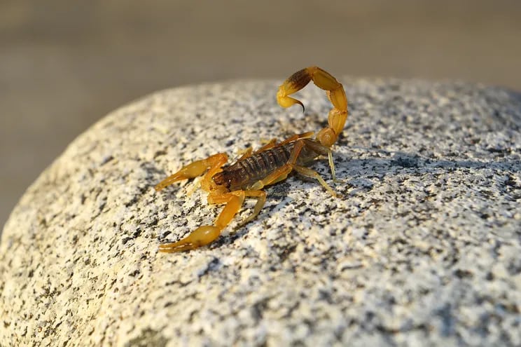 Un artrópodo de color ámbar con la cola levantada y dos grandes pinzas delanteras, posado sobre una piedra.