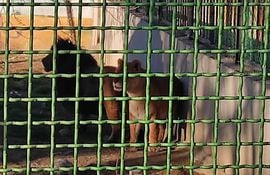 Tragedia en el zoo de Irán. Dos leones descuartizaron a un guardián del parque.
