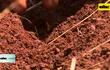 ABC Rural: Siembra con suelo húmedo o suelo seco y otros detalles