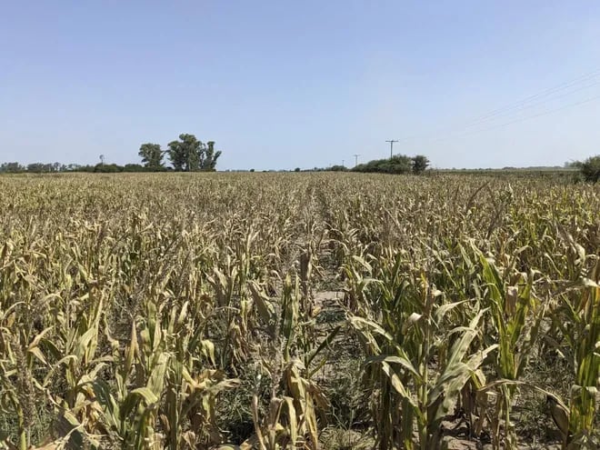 Fotografía cedida hoy por la Bolsa de Cereales de Buenos Aires que muestra los efectos de la sequía sobre un campo de maíz. "La sequía es muy ingrata", describe el productor Jorge Sáenz. (EFE)