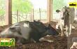 Nutrición de vacas lecheras y algunos ejemplos a tener en cuenta