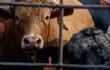 U.S. Cattle Ranchers Trim Herds Amid Drought And Rising Costs