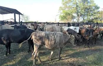 20 animales vacunos fueron hurtados del establecimiento ganadero de Ybytymí.