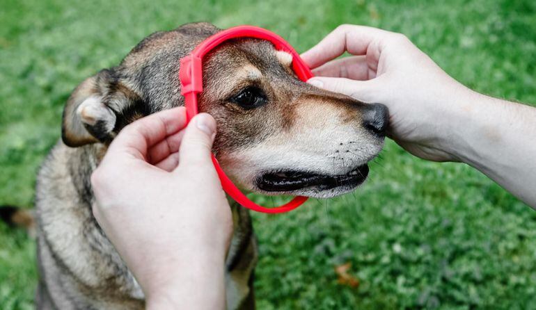 Hay que sacar el collar antiparasitario antes del baño - Mascotas - ABC