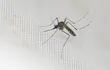 Aedes aegypti mosquito, transmisor del dengue. (Photo by Luis ROBAYO / AFP)