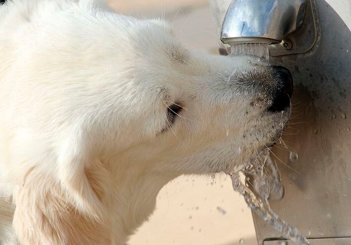 Es importante llevar un termo con agua para hidratarlos cada tanto, más aún en días calurosos. (Foto: Pixabay)