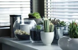 Las plantas en el interior del hogar purifican el aire, absorven la humedad y además son ideales cómo parte de la decoración. Foto: Pixabay.