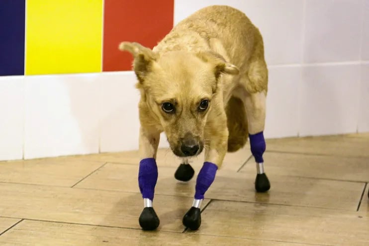 Monika, la perrita rusa que tiene cuatro patitas artificiales.