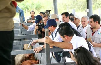 Momento de la primera vacunación contra la fiebre aftosa durante el lanzamiento de la campaña en Guairá.