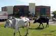 vacas-recorren-la-avenida-heriberto-colombino-frente-al-palacio-de-justicia-de-concepcion--220311000000-621566.jpg