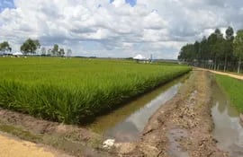 financiacion-para-la-produccion-de-arroz-100052000000-1679364.JPG
