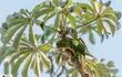 Chiripepe (subsp. Pyrrhurra frontalis chiripepe), fotografía gentileza de Oscar Rodríguez (Paraguay Birding & Nature)