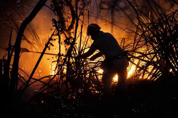 Los incendios forestales causan enormes daños a las reservas del Bosque Atlántico del Alto Paraná.