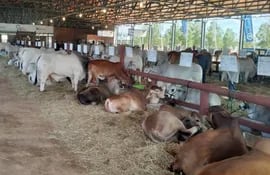 La ganadería, un clásico del Chaco, reúne  a gran cantidad de razas productoras de carne y leche.