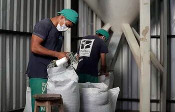 El sésamo se ha convertido en un importante rubro de renta para productores y empresas.