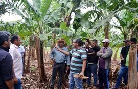 tecnicos-y-productores-recorrieron-parcelas-de-banana-en-el-distrito-de-guayaybi-con-el-experto-ecuatoriano--220929000000-1762227.jpg