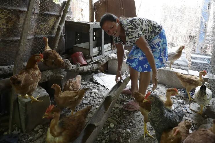 El Servicio Nacional de Calidad y Salud Animal de Paraguay (Senacsa) confirmó la detección de un tercer foco de gripe aviar en el departamento de Boquerón, al norte del país, informó este lunes la institución. (Foto ilustrativa)