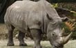 rinoceronte-blanco-84341000000-1154221.jpeg