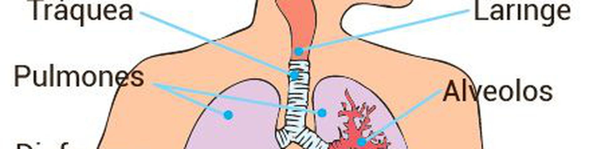 Sistema Respiratorio Humano Escolar Abc Color