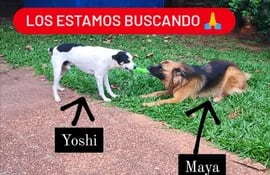 Yoshi y Maya