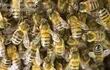 dia-mundial-de-las-abejas-71537000000-1834353.jpg