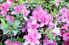 las-preciosas-azaleas-inundan-de-color-los-jardines-aprenda-a-cuidarlas-correctamente-para-que-sus-plantas-florezcan-ano-a-ano--205653000000-1135851.jpg