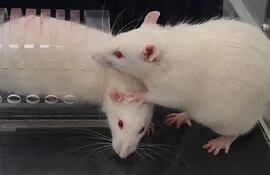 ratas ratones de laboratorio