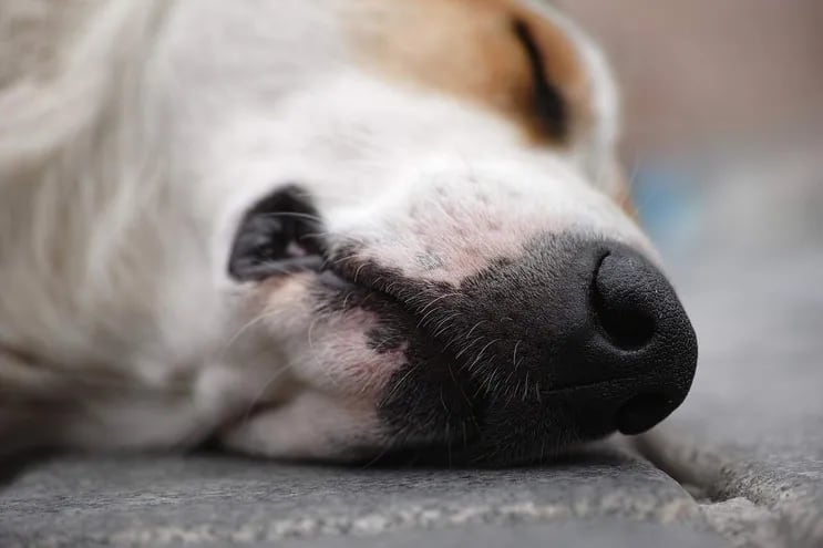 Una de las enfermedades graves trasmitidas por garrapatas se encuentra la babesiosis canina, que puede ser mortal para los perros. Puede haber signos neurológicos como incoordinación, convulsiones, estupor y coma.