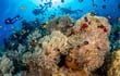 Un paraíso submarino de cardúmenes de peces coloridos navegando entre arrecifes de coral despierta el entusiasmo de los buceadores en las aguas frente a Sharm el Sheij.