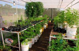 El decreto del Poder Ejecutivo busca incentivar la producción e industrialización del cannabis para su  uso medicinal. (EFE).