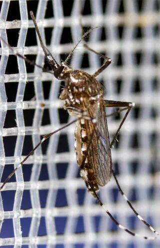 Pronostican un inicio temprano del periodo epidémico de dengue y chikunguña para este año. EFE.