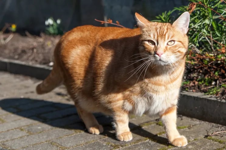 Los dueños de gatos suelen desconocer si el felino tiene sobrepeso.